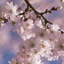 White Winter Flowering Cherry Tree | Prunus Subhirtella 'Autumnalis' -Plant Specialty Store whitewinter 2