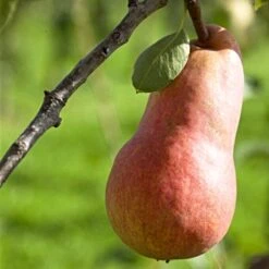 'Red Williams' Pear Tree -Plant Specialty Store williamsred 1