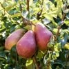 'Red Williams' Pear Tree -Plant Specialty Store williamsred 3