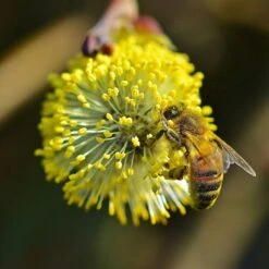 Best Mixed Native Wildlife Hedging | Growers' Choice -Plant Specialty Store willow tortousa