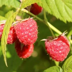 'Yummy' Patio Raspberry Plant -Plant Specialty Store yummy1