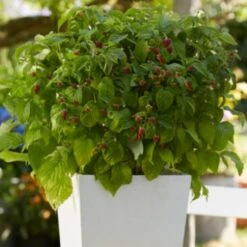 'Yummy' Patio Raspberry Plant -Plant Specialty Store yummy2 ab3b9673 1f5b 4caa a169 4e8b735fd36b