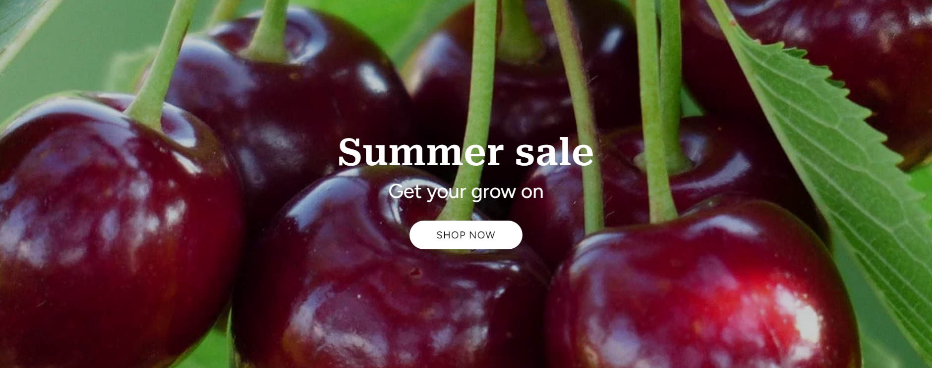 Plant Specialty Store -Plant Specialty Store sfsf